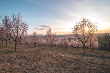 Hustopece 'daki badem ağaçları Güney Moravya' da günbatımında çarpıcı bir manzara yaratıyor. Gökyüzünün canlı renkleri narin çiçeklerle güzel bir şekilde harmanlanır.