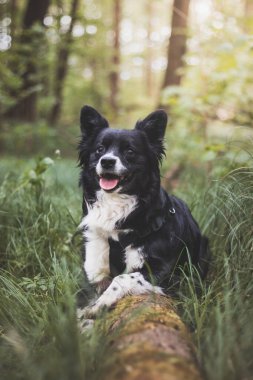 Gün batımında, bir ağaç gövdesinde oturan siyah beyaz dört ayaklı aktif köpek. Yüzünde bir gülümsemeyle. Huzurlu ortam köpeğin neşeli ve neşeli doğasını yakalar..