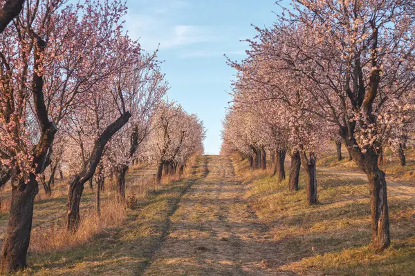 Hustopece 'daki badem ağaçları Güney Moravya' da günbatımında çarpıcı bir manzara yaratıyor. Gökyüzünün canlı renkleri narin çiçeklerle güzel bir şekilde harmanlanır.