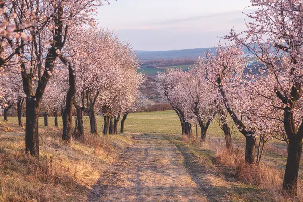 Hustopece 'daki badem ağaçları Güney Moravya' da günbatımında çarpıcı bir manzara yaratıyor. Gökyüzünün canlı renkleri narin çiçeklerle güzel bir şekilde harmanlanır.