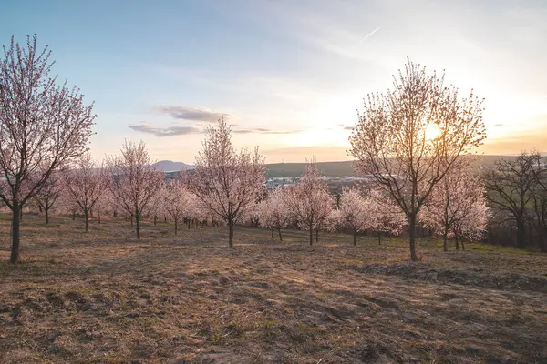 Hustopece 'daki badem ağaçları Güney Moravya' da günbatımında çarpıcı bir manzara yaratıyor. Gökyüzünün canlı renkleri narin çiçeklerle güzel bir şekilde harmanlanır.