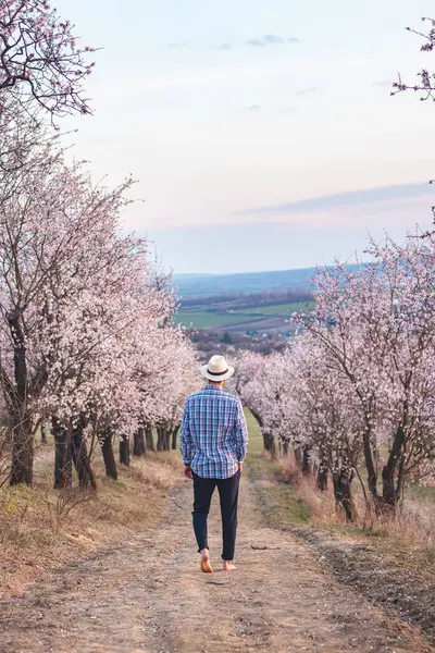 stock image Explorer wearing a beige shirt and a hat walks through a bright almond orchard in the village of Hustopece, Czech Republic. Springtime.