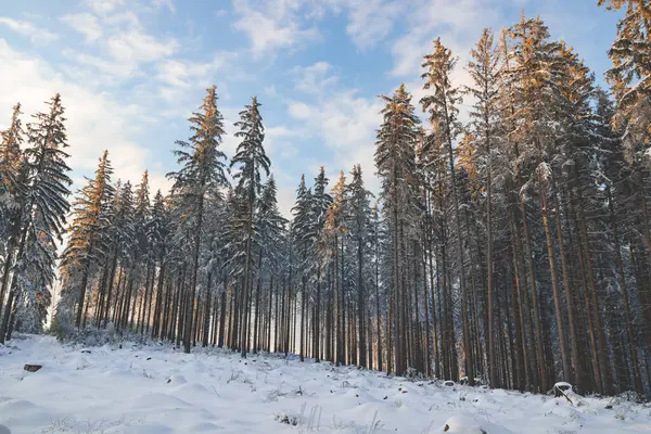 Çek Cumhuriyeti 'nin doğusundaki Moravian-Silesian Beskids' da kış günbatımı. Karla kaplı orman, canlı turuncu-pembe gökyüzü, dingin doğa, ve buzlu ağaçlar cennet gibi bir kış manzarası yaratır..