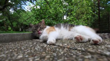 Kedi ısıtılmış fayansların üzerine yayıldı yavaşça gözlerini kapattı ve sıcak güneşte dinlendi. Dinleniyor, uyuyor ve dinleniyor. Bir evcil hayvanın yaşam tarzı. 4k video