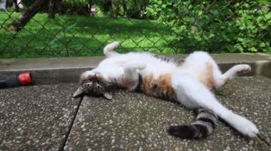 Kedi ısıtılmış fayansların üzerine yayıldı yavaşça gözlerini kapattı ve sıcak güneşte dinlendi. Dinleniyor, uyuyor ve dinleniyor. Bir evcil hayvanın yaşam tarzı. 4k video