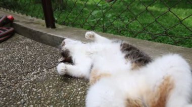 Kedi ısıtılmış fayansların üzerine yayıldı yavaşça gözlerini kapattı ve sıcak güneşte dinlendi. Dinleniyor, uyuyor ve dinleniyor. Bir evcil hayvanın yaşam tarzı. 4k video