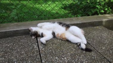 Kedi ısıtılmış fayansların üzerine yayıldı yavaşça gözlerini kapattı ve sıcak güneşte dinlendi. Dinleniyor, uyuyor ve dinleniyor. Bir evcil hayvanın yaşam tarzı. 4k video