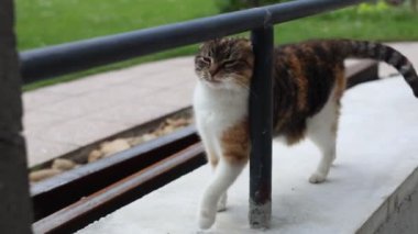 Renkli ev kedisi çiftliğin çevresini keşfediyor. Bir kedi kendi bölgesinde yürüyor. Kırsal kesimde hayat. Felis Catus domesticus 'un kafasındaki ifadenin ayrıntıları. Gün Işığı 4k çözünürlüğü