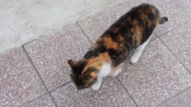 Renkli ev kedisi çiftliğin çevresini keşfediyor. Bir kedi kendi bölgesinde yürüyor. Kırsal kesimde hayat. Felis Catus domesticus 'un kafasındaki ifadenin ayrıntıları. Gün Işığı 4k çözünürlüğü