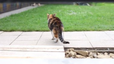 Renkli ev kedisi çiftliğin çevresini keşfediyor. Bir kedi kendi bölgesinde yürüyor. Kırsal kesimde hayat. Gün Işığı 4k çözünürlüğü
