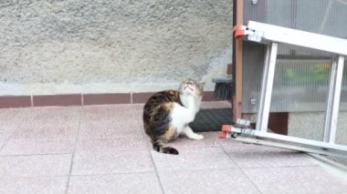 Evcil kedi, evin girişinde akşam yemeği için bekliyor. Kızgın kedi ifadesi. Yemeğe yürüyorum. Çiftlik hayatı. 4k çözünürlüğü