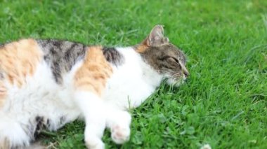 Kedi çimlerin üzerine yayıldı yavaşça gözlerini kapattı ve sıcak güneşte dinlendi. Dinleniyor, uyuyor ve dinleniyor. Bir evcil hayvanın yaşam tarzı. 4k video