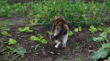 Renkli ev kedisi çiftliğin çevresini keşfediyor. Bir kedi kendi bölgesinde yürüyor. Kırsal kesimde hayat. Gün Işığı 4k çözünürlüğü