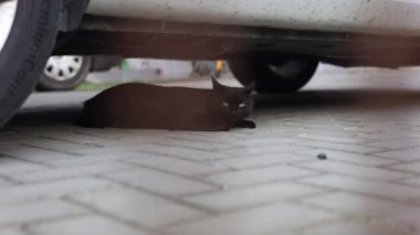 Deşici yeşil gözlü kara kedi gölgede dinleniyor. Etrafında neler olup bittiğini gözlemliyor. 4k video