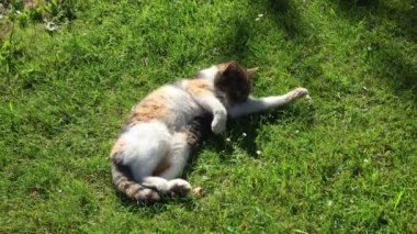 Dört ayaklı bir hayvanın renkli ceketini diliyle temizlediği yakın plan. Bir kedi günlük temizliğini yapıyor. Hayvan yaşam tarzı. 4k video