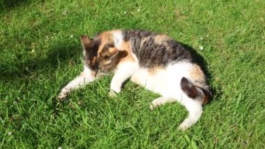 Dört ayaklı bir hayvanın renkli ceketini diliyle temizlediği yakın plan. Bir kedi günlük temizliğini yapıyor. Hayvan yaşam tarzı. 4k video