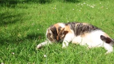 Dört ayaklı bir hayvanın renkli ceketini diliyle temizlediği yakın plan. Bir kedi günlük temizliğini yapıyor. Hayvan yaşam tarzı. 4k video