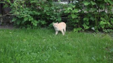 Kırmızı yüzlü kedi bir yabancının bahçesinde sinsice dolaşıyor. Gözcüyü donduruyorum. Tehdit edilmiş hissediyorum. 4k video