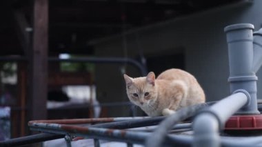 Kırmızı yüzlü kedi bir yabancının bahçesinde sinsice dolaşıyor. Gözcüyü donduruyorum. Tehdit edilmiş hissediyorum. 4k video