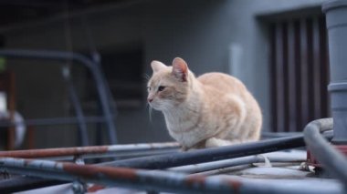 Kırmızı yüzlü kedi bir yabancının bahçesinde sinsice dolaşıyor. Gözcüyü donduruyorum. Tehdit edilmiş hissediyorum. 4k video