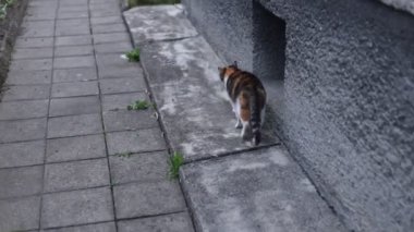 Evcil kedi evde sağduyu ve merakla dolaşıyor. 4k çözünürlüğü