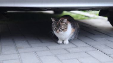 Evcil kedi bir arabanın altında patilerinin üzerinde dinleniyor ve bahçeyi izliyor. Çiftlikteki kedi yaşam tarzı. Kameraya bakıyorum.