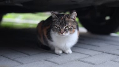 Evcil kedi bir arabanın altında patilerinin üzerinde dinleniyor ve bahçeyi izliyor. Çiftlikteki kedi yaşam tarzı. Kameraya bakıyorum.