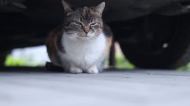 Evcil kedi bir arabanın altında patilerinin üzerinde dinleniyor ve bahçeyi izliyor. Çiftlikteki kedi yaşam tarzı. Kameraya bakıyorum.