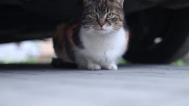 Evcil kedi bir arabanın altında patilerinin üzerinde dinleniyor ve bahçeyi izliyor. Çiftlikteki kedi yaşam tarzı. Kameraya bakıyorum.