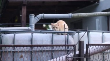 Meraklı kırmızı kedi yavrusu keşfeder ve yeni şeyler keşfeder. Kameradan meraklı bir evcil hayvan. Hayvan yaşam tarzı. 4k video.