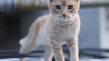 Meraklı kırmızı kedi yavrusu keşfeder ve yeni şeyler keşfeder. Kameradan meraklı bir evcil hayvan. Hayvan yaşam tarzı. 4k video.