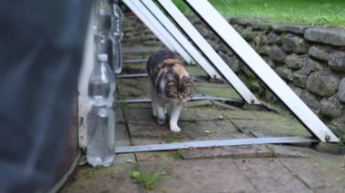 Renkli ev kedisi çiftliğin çevresini keşfediyor. Bir kedi kendi bölgesinde yürüyor. Kırsal kesimde hayat. Gün Işığı 4k çözünürlüğü