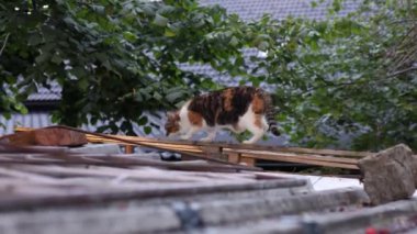 Evcil kedi düzgün vücut fonksiyonları için her gün esneme hareketleri yapıyor. 4k video