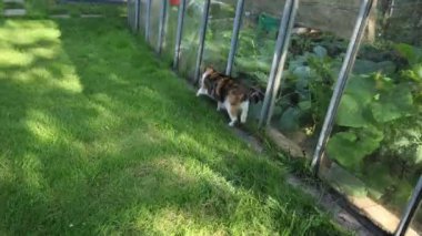 Renkli ev kedisi çiftliğin çevresini keşfediyor. Bir kedi kendi bölgesinde yürüyor. Kırsal kesimde hayat. Gün Işığı 4k çözünürlüğü