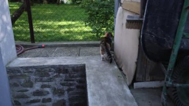 Renkli ev kedisi çiftliğin çevresini keşfediyor. Bir kedi kendi bölgesinde yürüyor. Kırsal kesimde hayat. Gün Işığı 4k çözünürlüğü