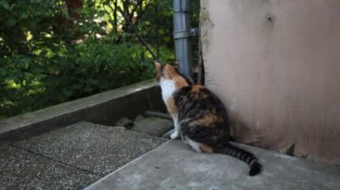 Renkli ev kedisi çiftliğin çevresini keşfediyor. Bir kedi kendi bölgesinde yürüyor. Kırsal kesimde hayat. Gün Işığı 4k çözünürlüğü