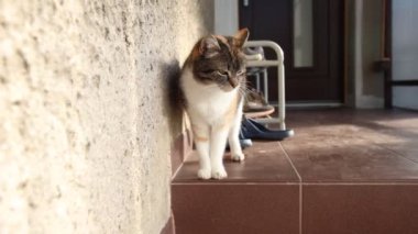 Evcil kedi, evin girişinde akşam yemeği için bekliyor. Kızgın kedi ifadesi. 4k çözünürlüğü