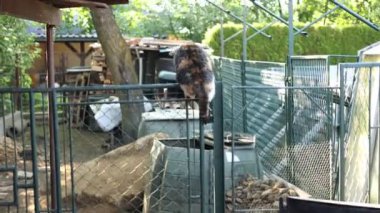 Renkli kedi bir çiftlikte yeşil bir çitin üzerinden atlıyor ve tavukların bölgesine giriyor. Korkusuz kedi. 4k çözünürlüğü