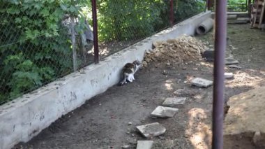 Renkli kedi, tavukların tehlikeli bölgelerini keşfeder. Korkusuz kedi. Çiftlikte hayat. 4k çözünürlüğü