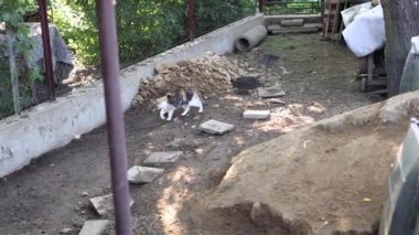 Renkli kedi, tavukların tehlikeli bölgelerini keşfeder. Korkusuz kedi. Çiftlikte hayat. 4k çözünürlüğü