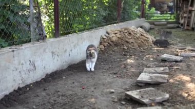 Renkli kedi, tavukların tehlikeli bölgelerini keşfeder. Korkusuz kedi. Çiftlikte hayat. 4k çözünürlüğü