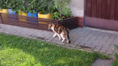 Renkli evcil kedi çiftliğin çevresini keşfediyor ve aksiyonu izliyor. İfadesini yeşil gözlü kedi yavrusuyla detaylandır. Kırsal hayat. 4k çözünürlüğü