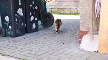 Renkli evcil kedi çiftliğin çevresini keşfediyor ve aksiyonu izliyor. İfadesini yeşil gözlü kedi yavrusuyla detaylandır. Kırsal hayat. 4k çözünürlüğü