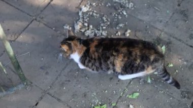 Renkli ev kedisi çiftliğin çevresini keşfediyor. Bir kedi kendi bölgesinde yürüyor. Kırsal kesimde hayat. Felis Catus domesticus 'un kafasındaki ifadenin ayrıntıları. Gün Işığı 4k çözünürlüğü