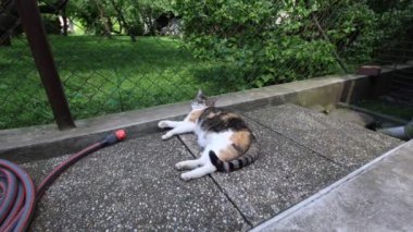 Kedi ısıtılmış fayansların üzerine yayıldı yavaşça gözlerini kapattı ve sıcak güneşte dinlendi. Dinleniyor, uyuyor ve dinleniyor. Bir evcil hayvanın yaşam tarzı. 4k video