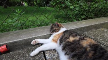 Kedi ısıtılmış fayansların üzerine yayıldı yavaşça gözlerini kapattı ve sıcak güneşte dinlendi. Dinleniyor, uyuyor ve dinleniyor. Bir evcil hayvanın yaşam tarzı. 4k video