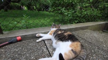Kedi ısıtılmış fayansların üzerine yayıldı yavaşça gözlerini kapattı ve sıcak güneşte dinlendi. Dinleniyor, uyuyor ve dinleniyor. Bir evcil hayvanın yaşam tarzı. 4k video