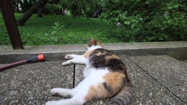 Kedi ısıtılmış fayansların üzerine yayıldı yavaşça gözlerini kapattı ve sıcak güneşte dinlendi. Dinleniyor, uyuyor ve dinleniyor. Bir evcil hayvanın yaşam tarzı. 4k video