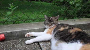 Kedi ısıtılmış fayansların üzerine yayıldı yavaşça gözlerini kapattı ve sıcak güneşte dinlendi. Dinleniyor, uyuyor ve dinleniyor. Bir evcil hayvanın yaşam tarzı. 4k video