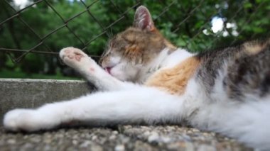 Kedi ısıtılmış fayansların üzerine yayıldı yavaşça gözlerini kapattı ve sıcak güneşte dinlendi. Dinleniyor, uyuyor ve dinleniyor. Bir evcil hayvanın yaşam tarzı. 4k video